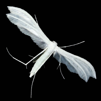 Obrázek